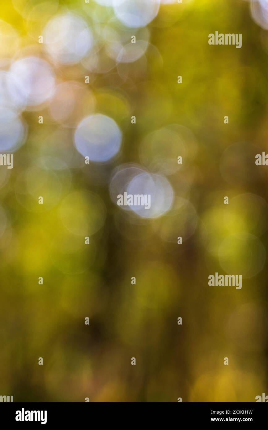 Unscharfer abstrakter Naturhintergrund mit Blättern und Bokeh-Lichtern aus dem natürlichen Wald Stockfoto