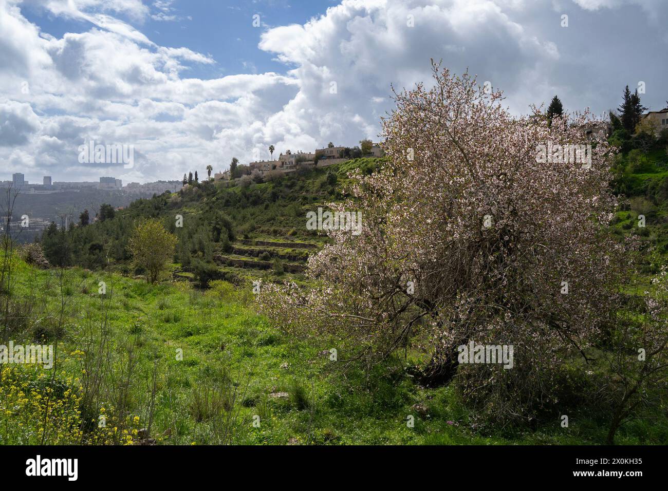 Ein großer, alter, blühender, wilder Mandelbaum mit landwirtschaftlichen Terrassen und Wildblumen an den grünen Hängen der Judäa-Berge, mit Blick auf Jerusalem, Stockfoto