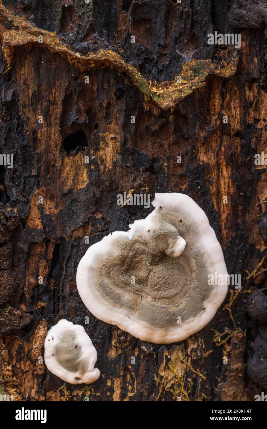 Die Welt der unauffälligen Nahaufnahme der Pilze Stockfoto