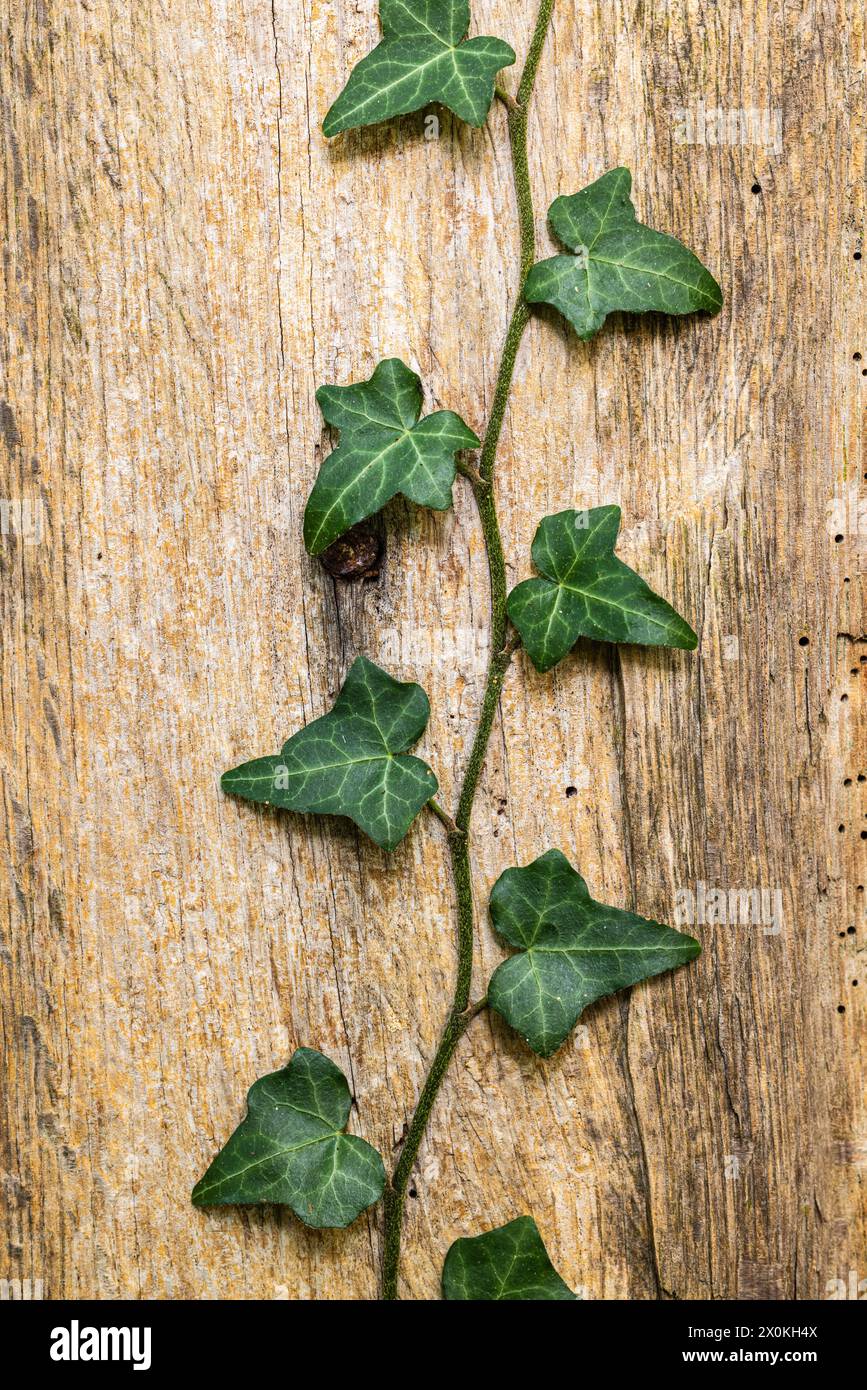 Gewöhnlicher Efeu (Hedera Helix) haftet an Holzuntergründen Stockfoto