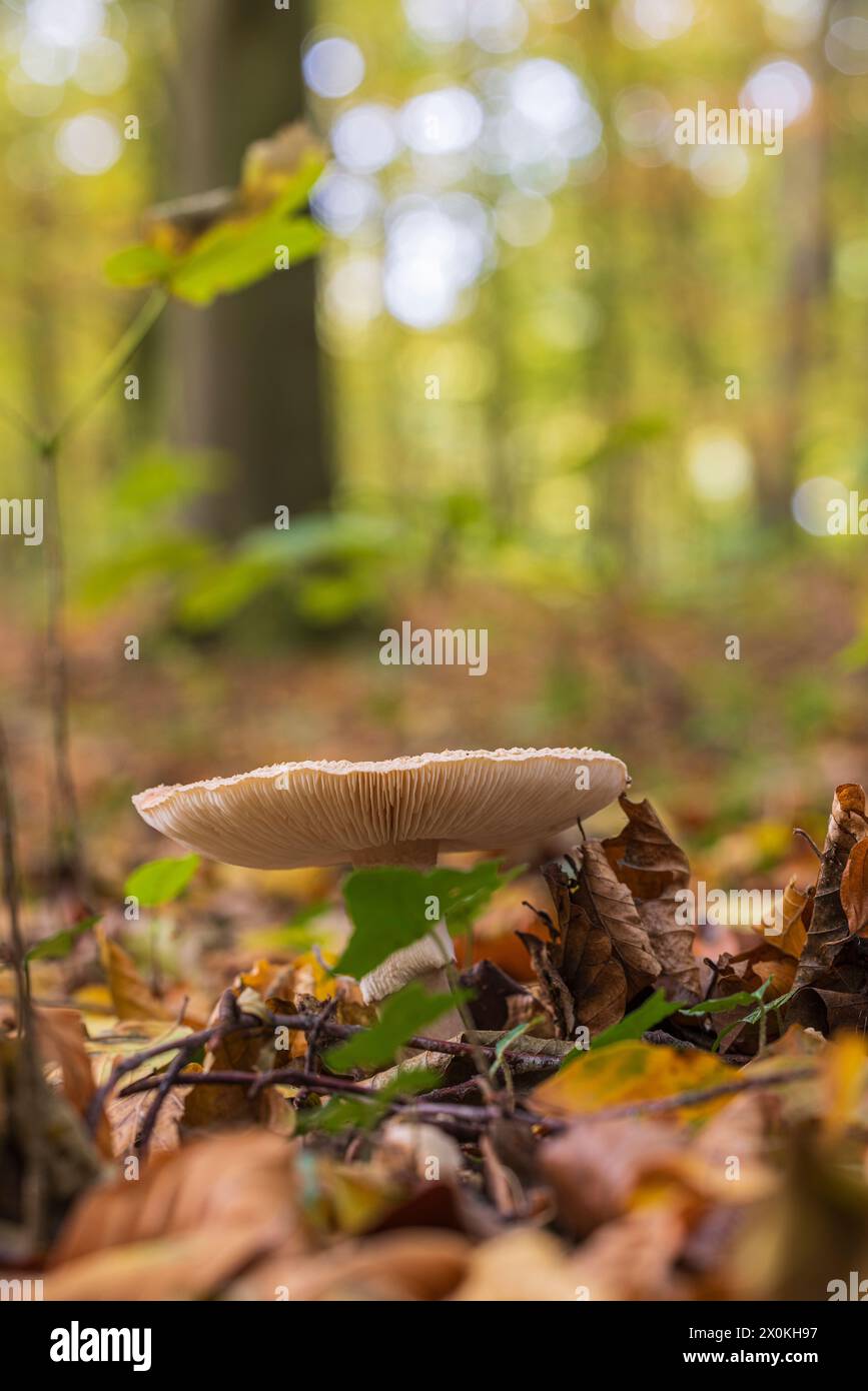 Pilz Parasol (Macrolepiota Procera) Stockfoto