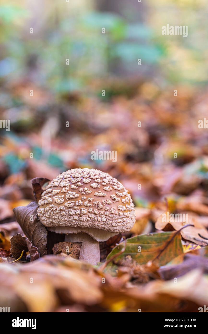 Pilz Parasol (Macrolepiota Procera) Stockfoto