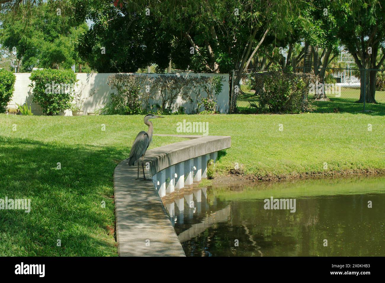 Blue Heron, der auf den Rand der Mauer blickt, sieht nach rechts. Waagerecht neben einem Teich und grünem Gras an einem sonnigen Tag. Großer Raum zum Kopieren. Reflexionen. Stockfoto