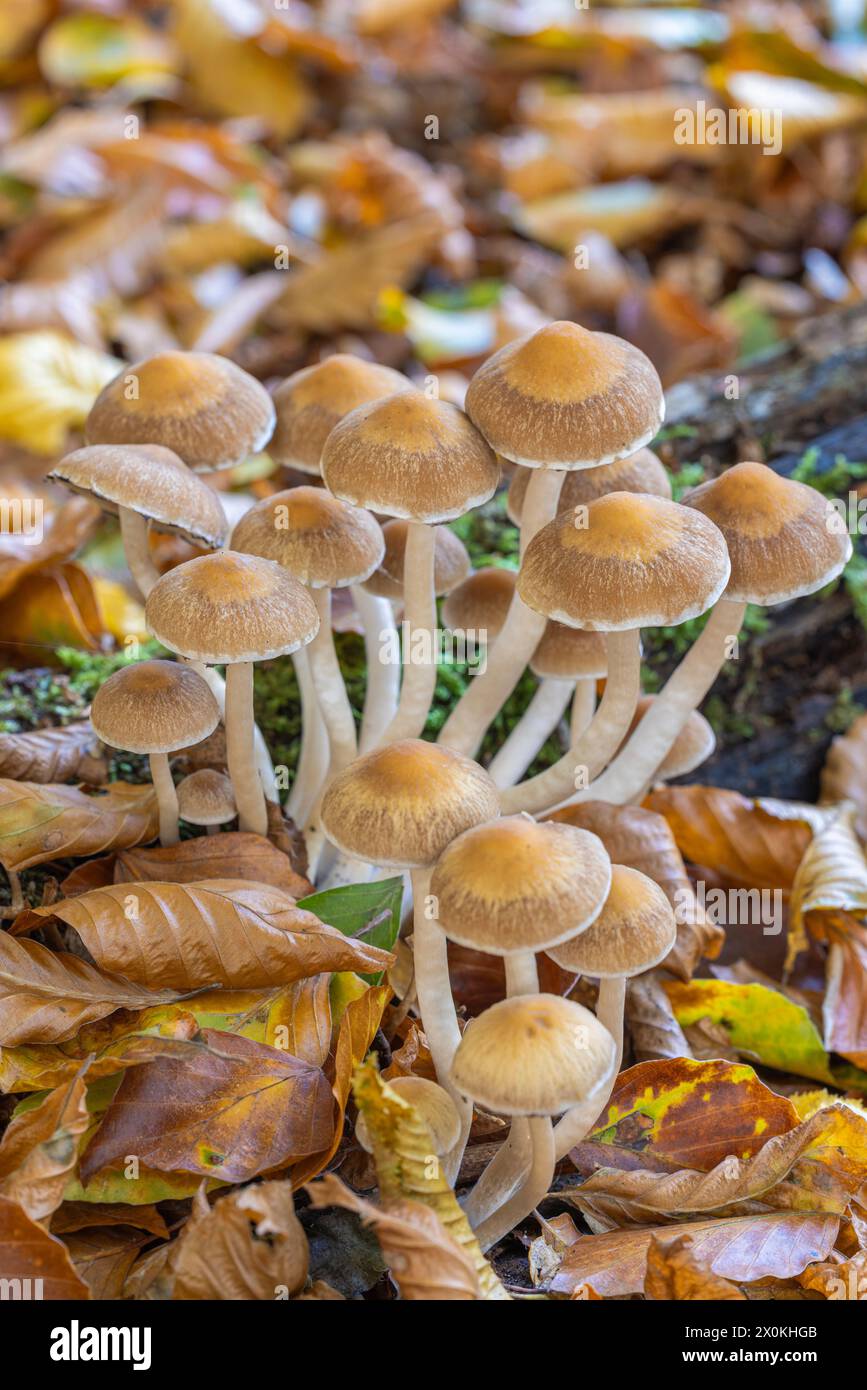 Pilze wachsen inmitten von gefallenen Blättern im Wald Stockfoto