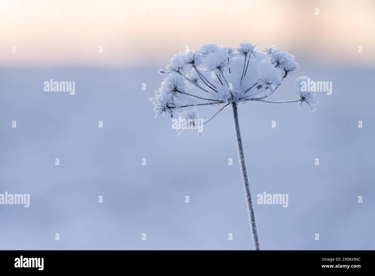 Getrocknete Blumenumbel mit Schneekappe, Deutschland Stockfoto