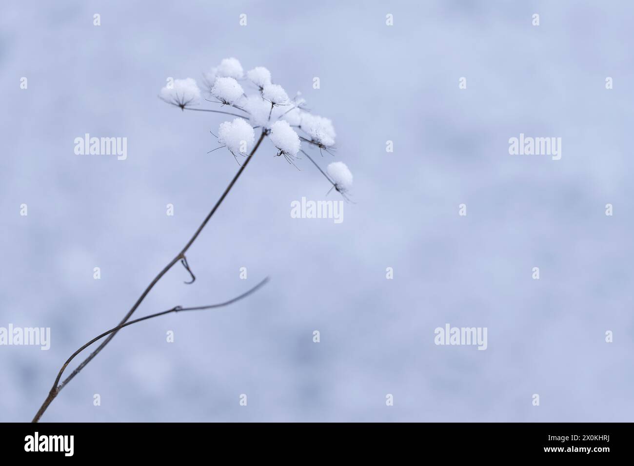 Getrocknete Blumenumbel mit Schneekappe, Deutschland Stockfoto
