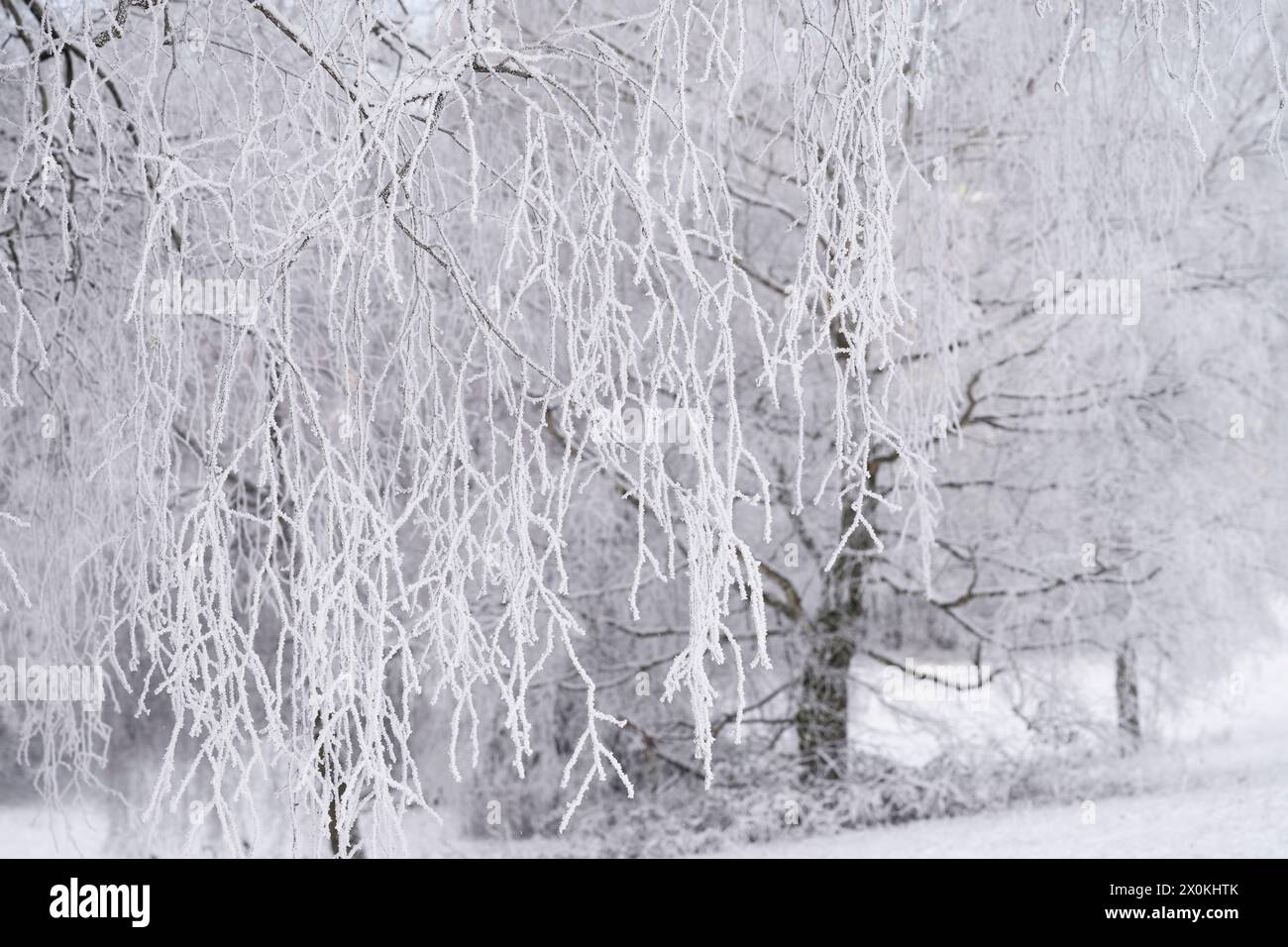 Birkenzweige (Betula) mit Raureif, Winterstimmung, Naturpark Pfälzerwald, Biosphärenreservat Pfälzerwald-Nordvogesen, Deutschland, Rheinland-Pfalz Stockfoto