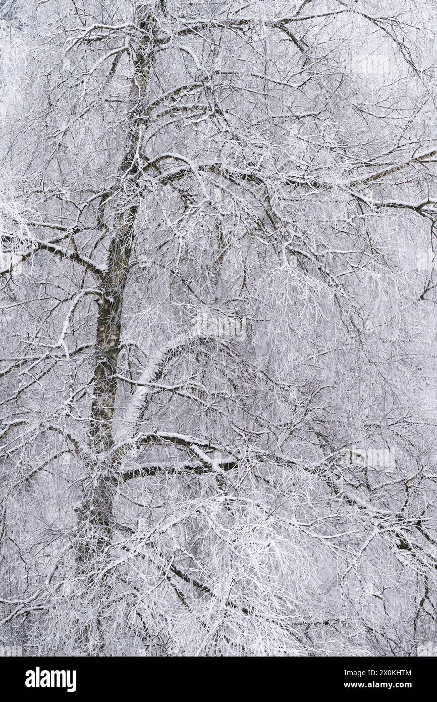 Birke (Betula) mit Schnee und Raureif, Winterstimmung, Naturpark Pfälzer Wald, Biosphärenreservat Pfälzer Wald-Nordvogesen, Deutschland, Rheinland-Pfalz Stockfoto