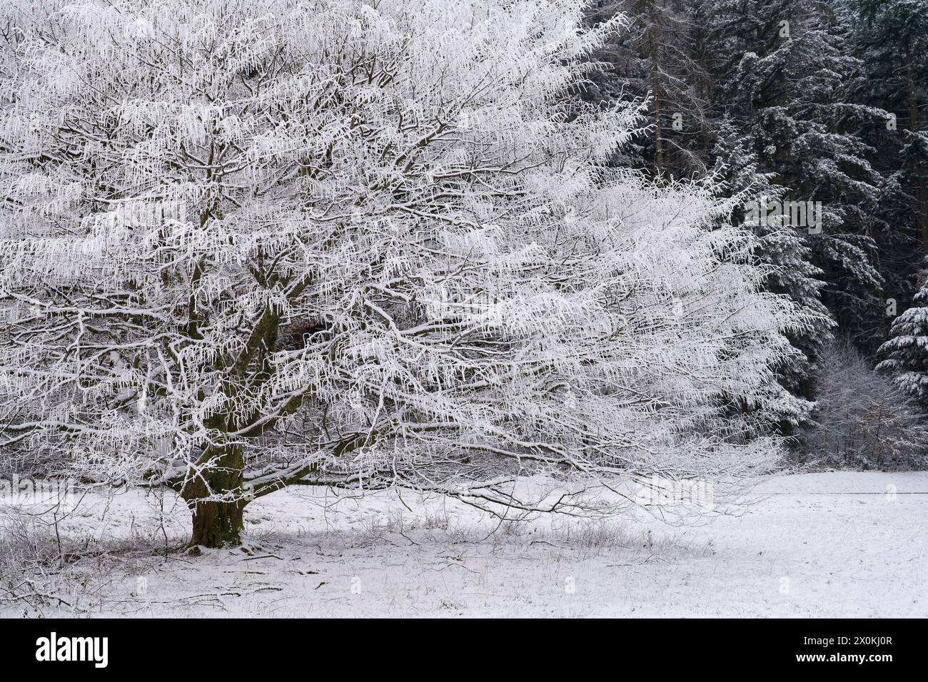 Hainbuche (Carpinus betulus) mit Schnee und Raureif, Winterstimmung, Naturpark Pfälzerwald, Biosphärenreservat Pfälzerwald-Nordvogesen, Deutschland, Rheinland-Pfalz Stockfoto