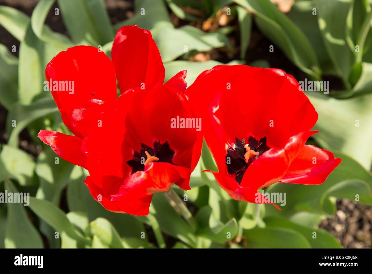 Frühling Blumen Stockfoto