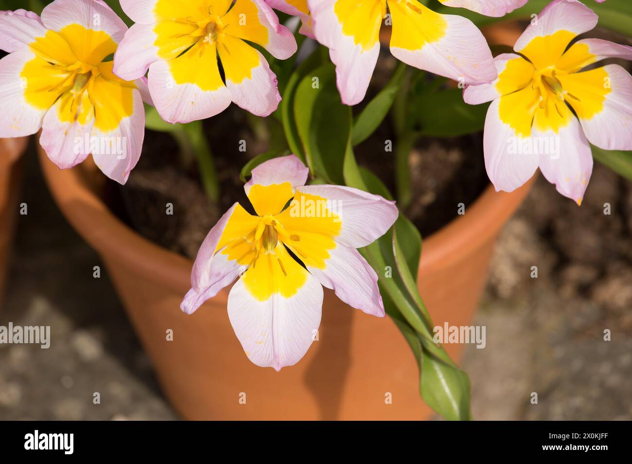 Frühling Blumen Stockfoto