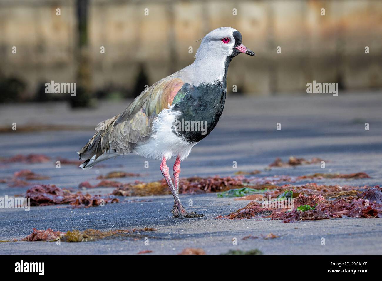 Südlicher Sturz am Strand. Punta Arenas, Magallanes y la Antarctica Chilena, Chile. Stockfoto