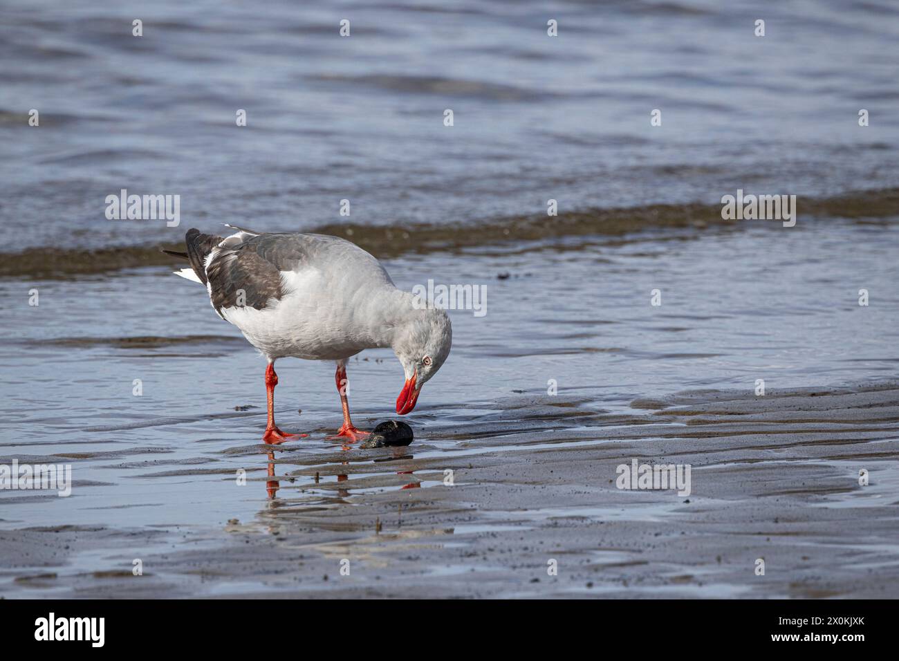 Magellan Möwe am Strand. Punta Arenas, Magallanes y la Antarctica Chilena, Chile. Stockfoto
