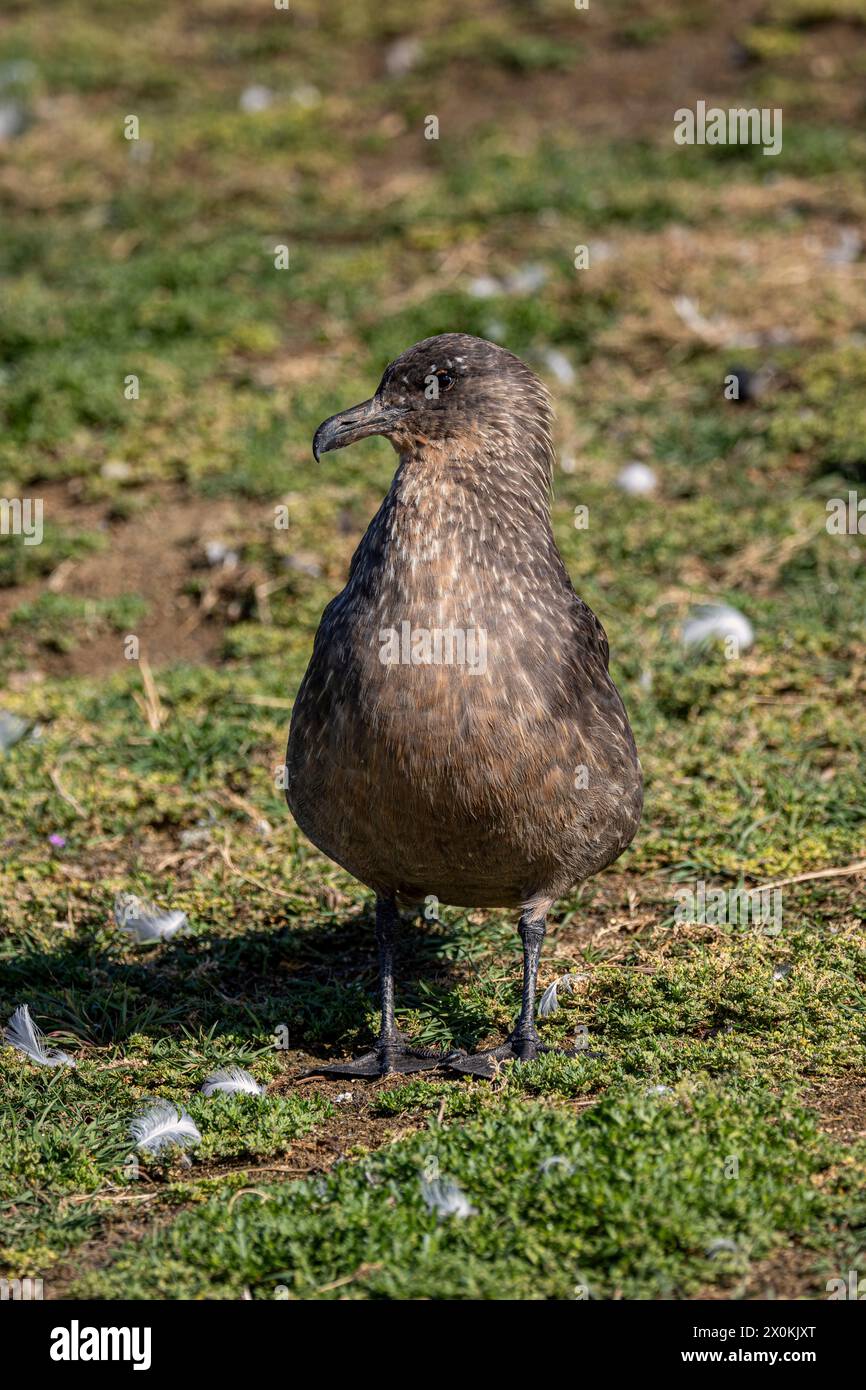 Chilenische Skua, Isla Magdalena, Magallanes y la Antarktica Chilena, Chile. Stockfoto