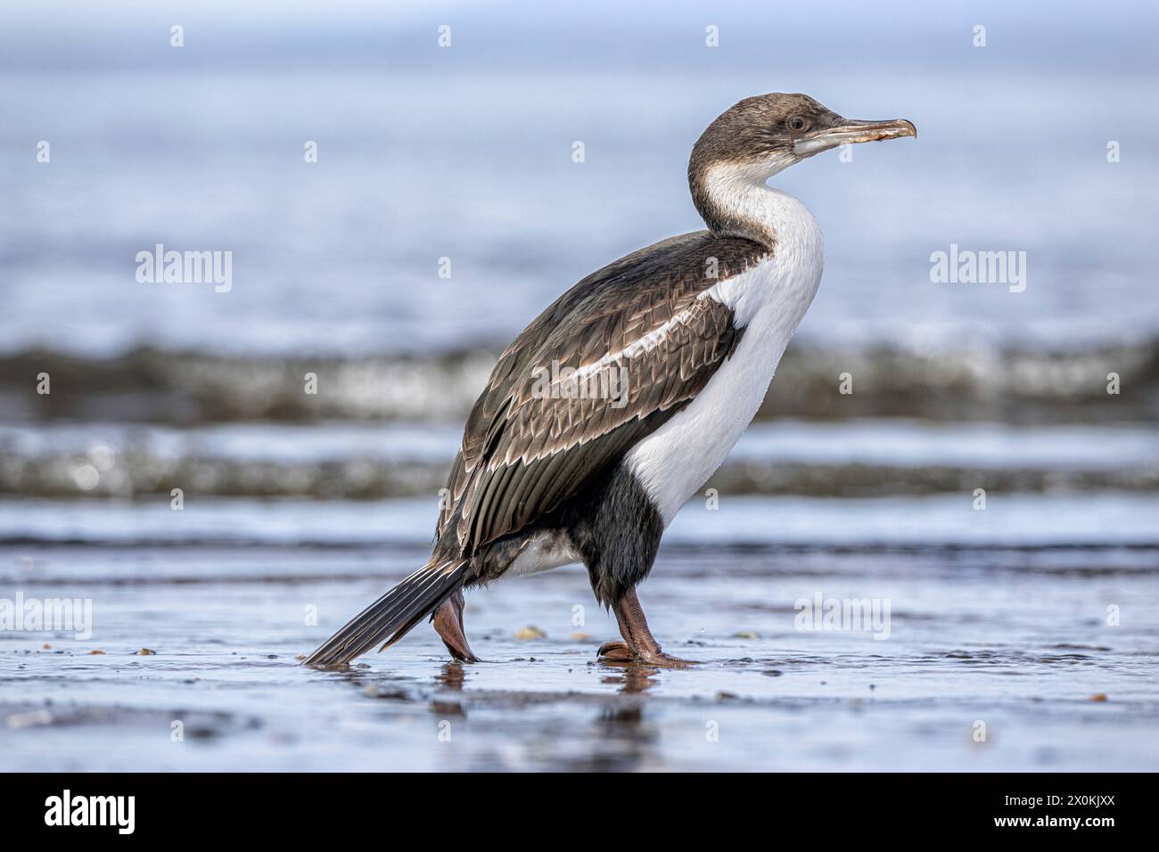 Junger blauäugiger Kormoran am Strand. Punta Arenas, Magallanes y la Antarctica Chilena, Chile. Stockfoto