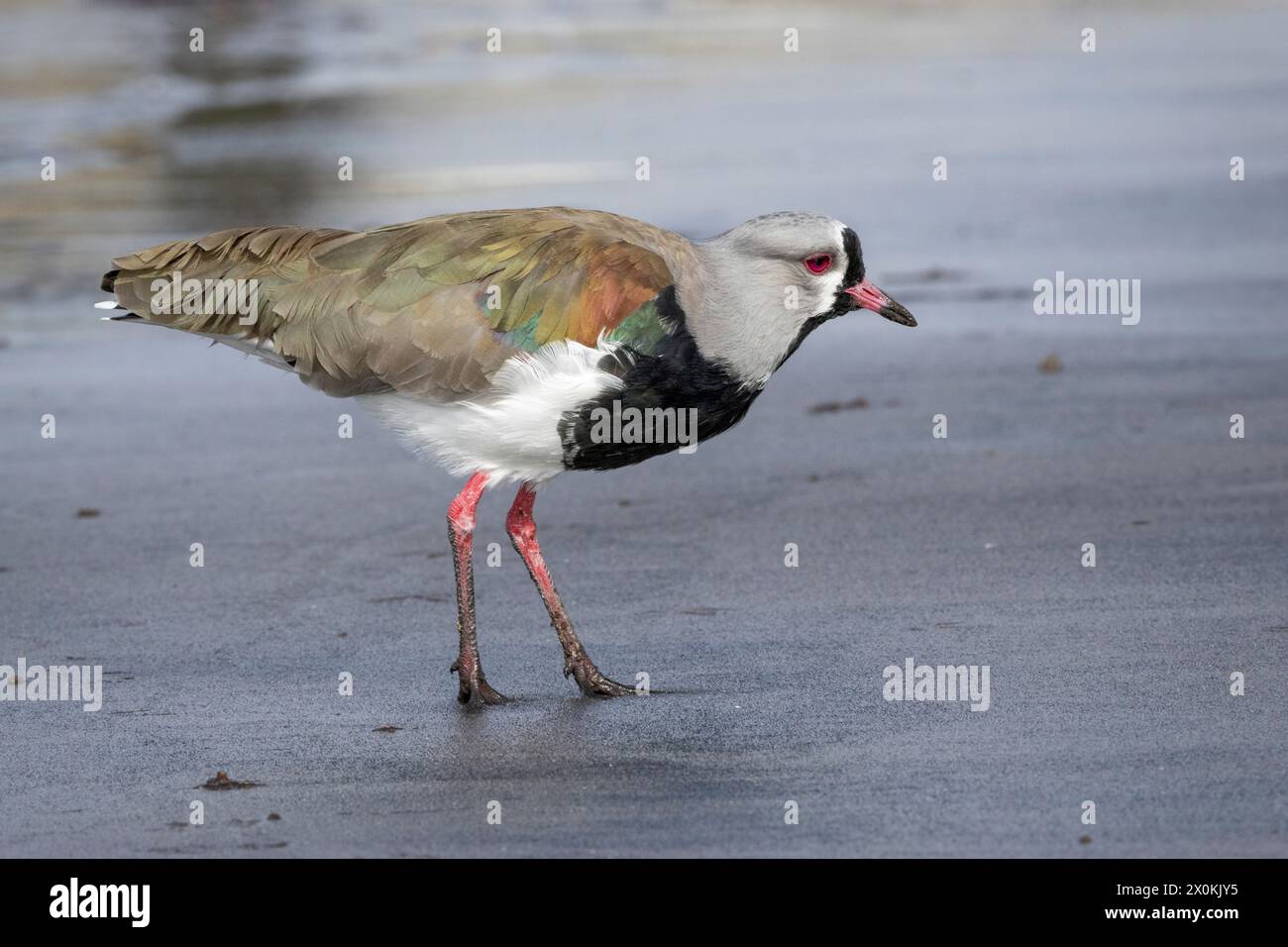Südlicher Sturz am Strand. Punta Arenas, Magallanes y la Antarctica Chilena, Chile. Stockfoto