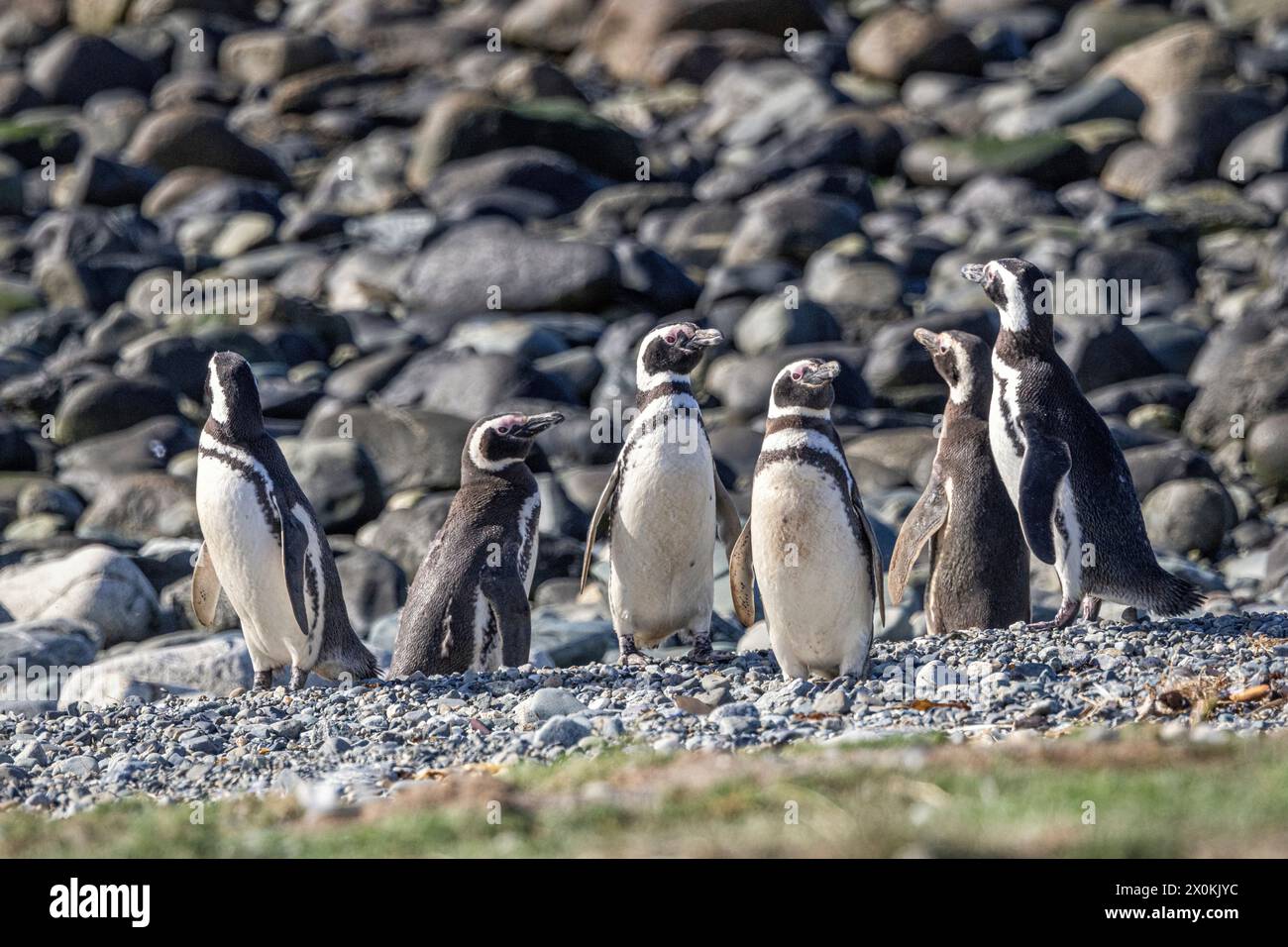 Magellan-Pinguine. Isla Magdalena, Magallanes y la Antarktica Chilena, Chile. Stockfoto