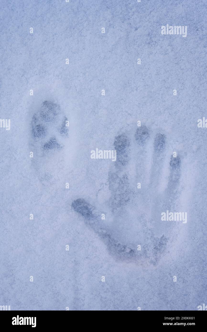 Spuren im Schnee, Fuchsspur und Abdruck einer menschlichen Hand Stockfoto