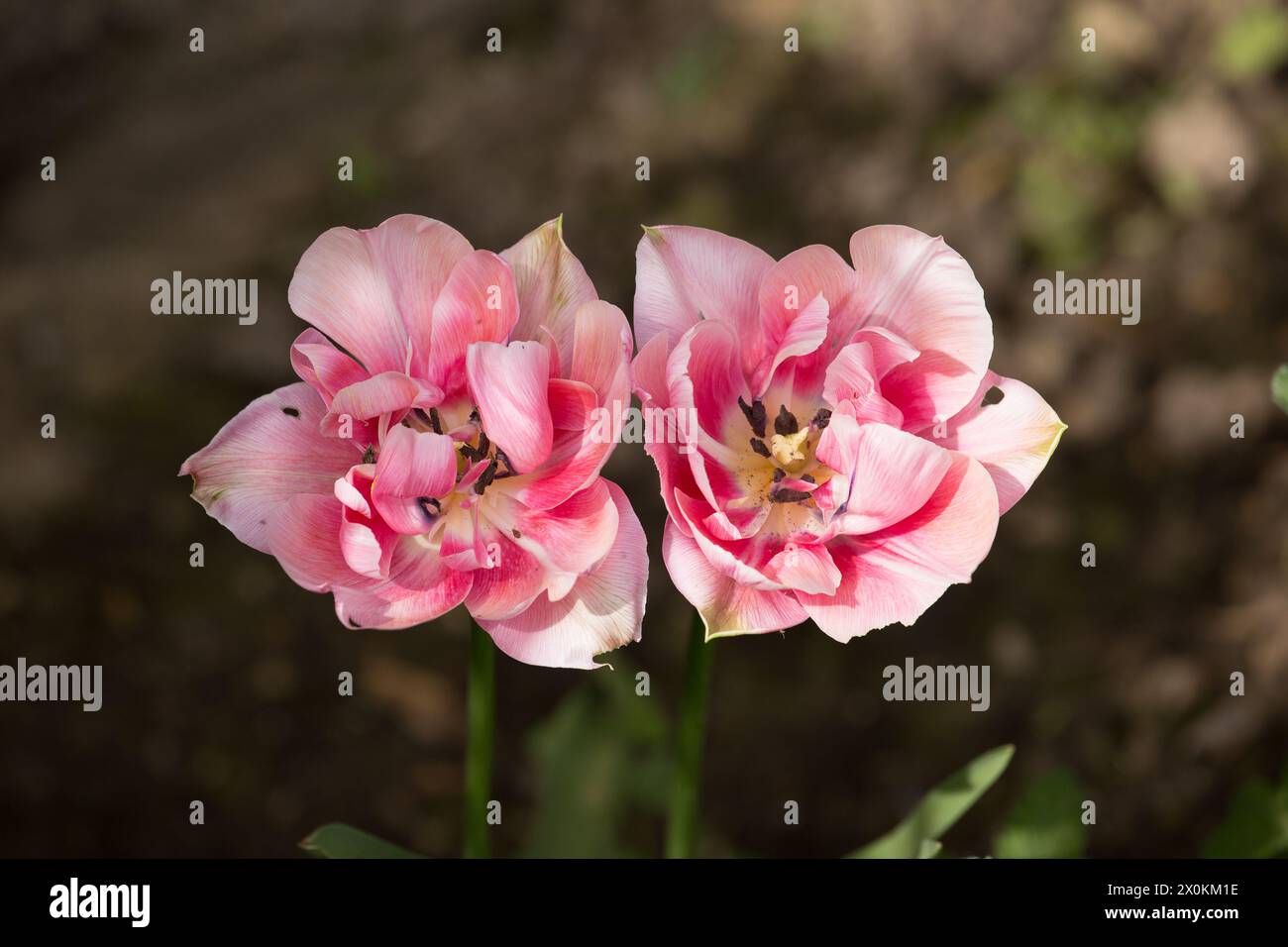 Frühling Blumen Stockfoto