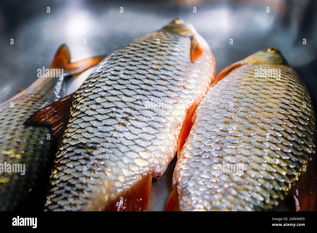 Süßwasserfische, rudd, Rotauge oder Rotes Blei (Scardinius erythrophthalmus), Stockfoto