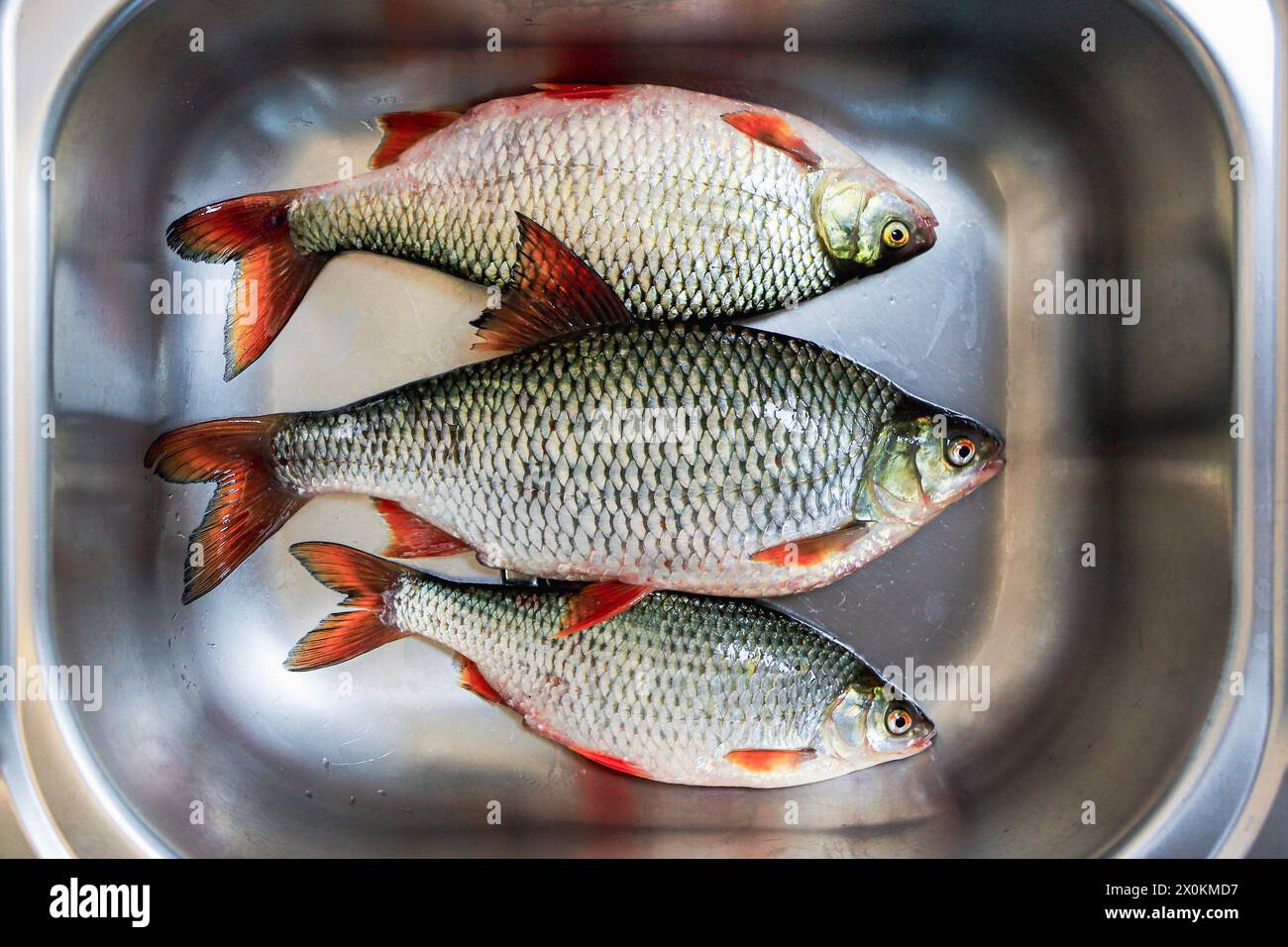 Süßwasserfische, rudd, Rotauge oder Rotes Blei (Scardinius erythrophthalmus), Stockfoto