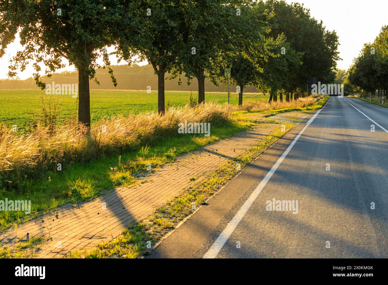 Straße, Bäume, Alee, Landschaft in Mecklenburg-Vorpommern, Deutschland. Stockfoto