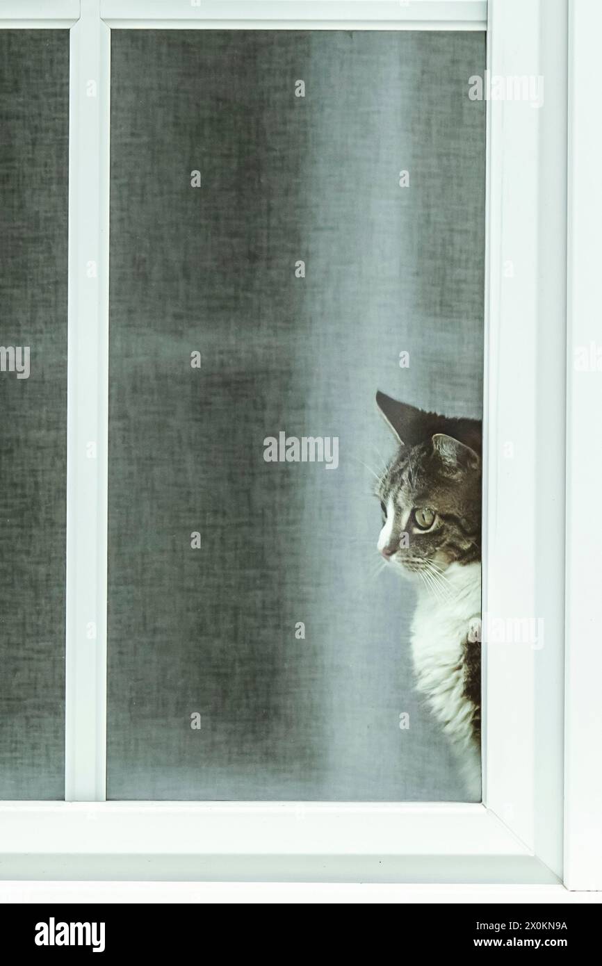 Eine Katze schaut aus dem Fenster Stockfoto