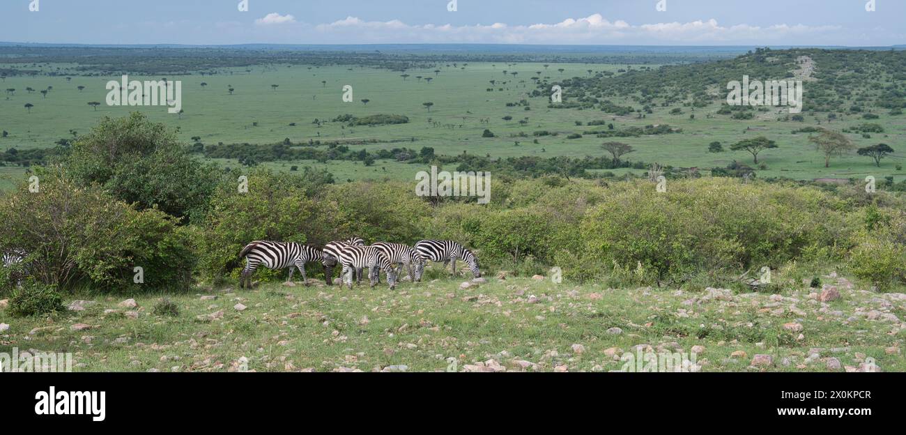 Gewöhnliches oder ebenes Zebra (Equus quagga), mit Blick über Ol Kinyei Conservancy bis zum Maasai Mara dahinter Stockfoto