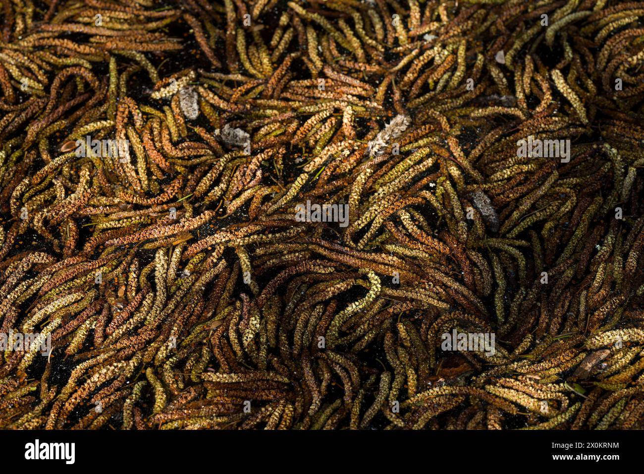 Männliche Erlenkatzen (Alnus), die im Wasser eines Sees schwimmen, Nahaufnahme, Deutschland Stockfoto