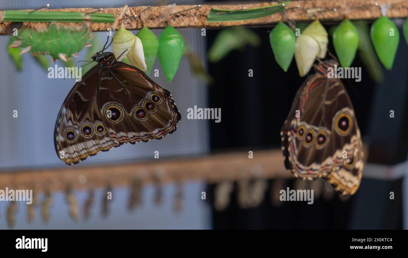 Elegante Schmetterlinge, Metamorphosen, die lebendig erfasst werden Stockfoto