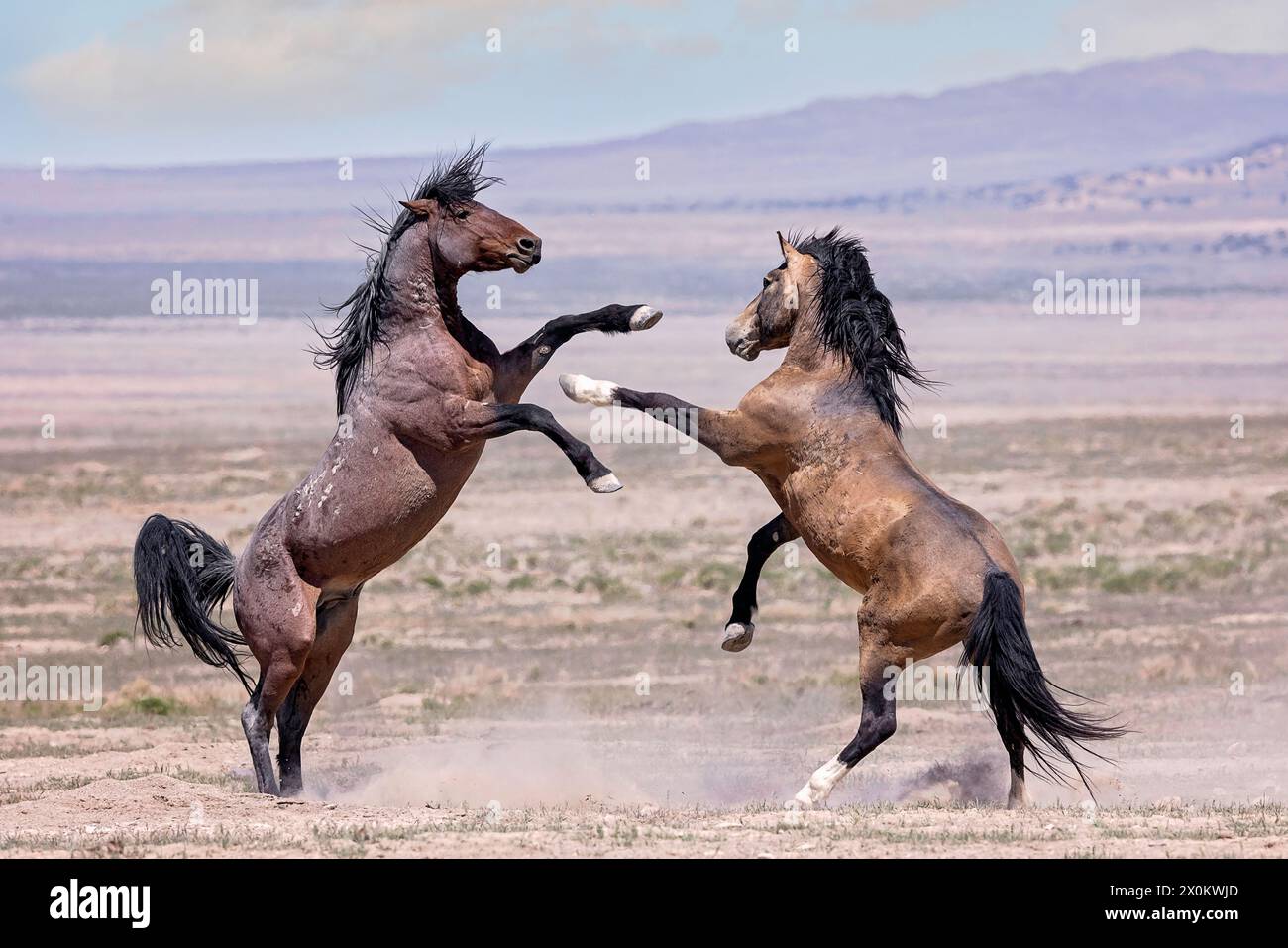 Die Wildpferdeherde des Onaqui Mountain hat eine leichte bis mittelschwere Struktur und ist in Farben wie Sauerampfer, roan, Buchleder, Schwarz, Palomino, und grau. Stockfoto