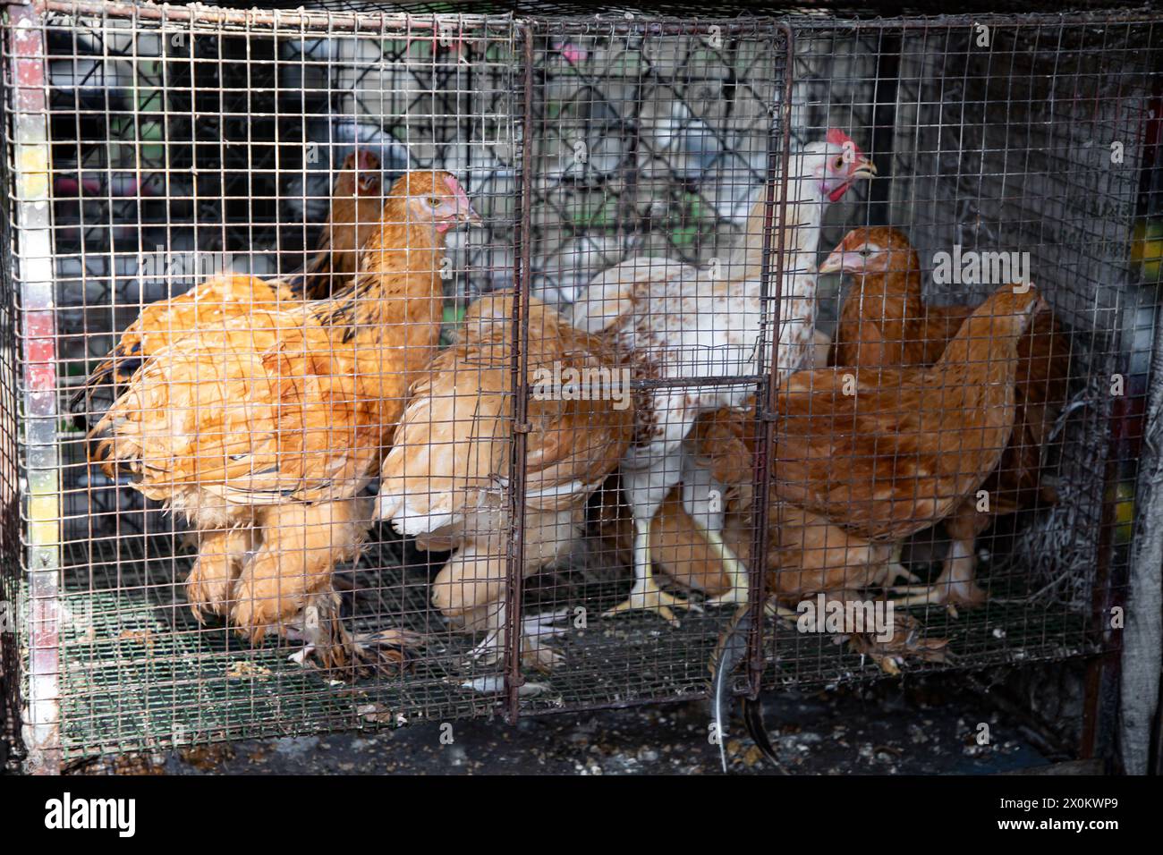 Lebende Hühner in Käfigen, die auf einem kleinen Straßenmarkt in Sri Lanka zum Verkauf angeboten werden Stockfoto