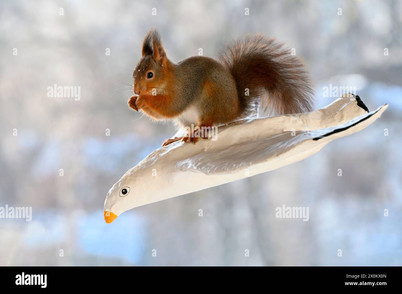 Red Eichhörnchen auf einer Möwe in der Luft Stockfoto
