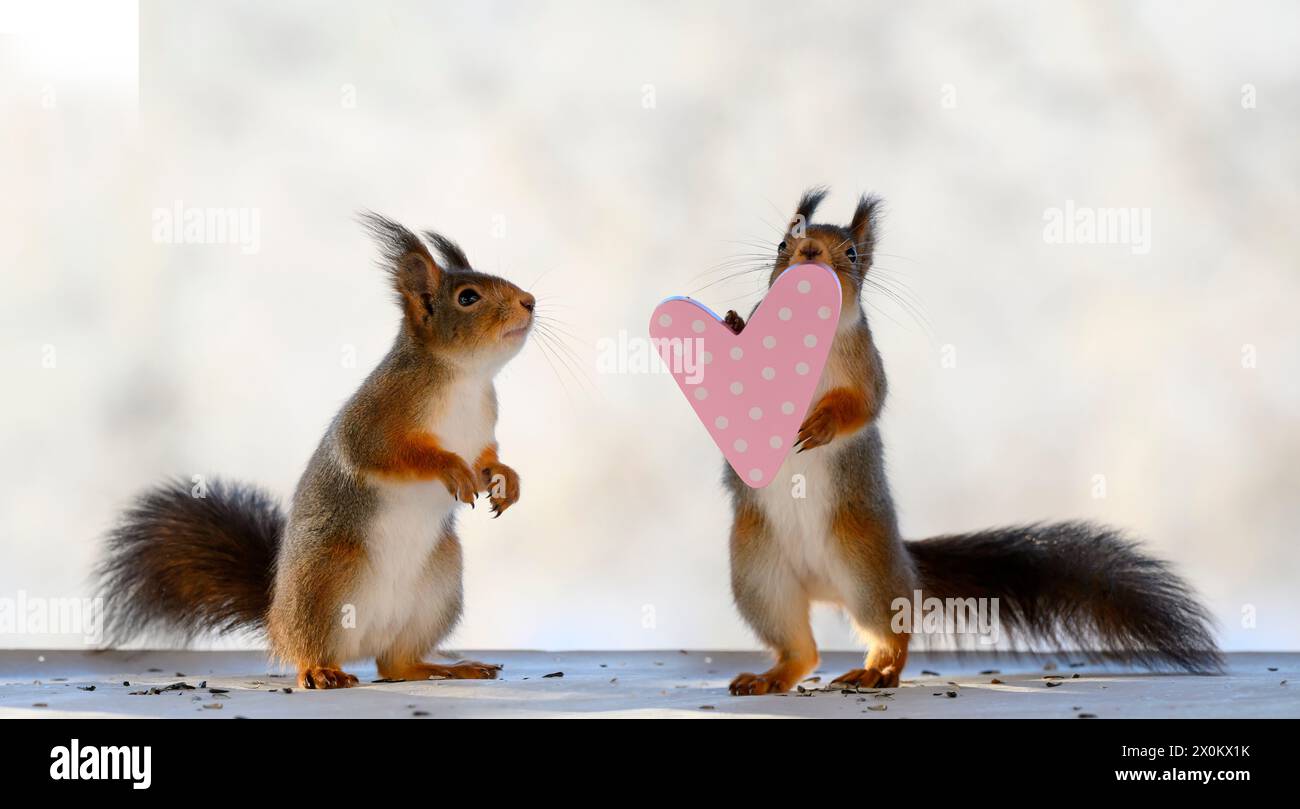 Rote Eichhörnchen mit Herz Stockfoto