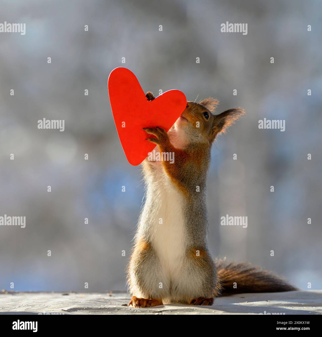 Das rote Eichhörnchen hält ein Herz Stockfoto