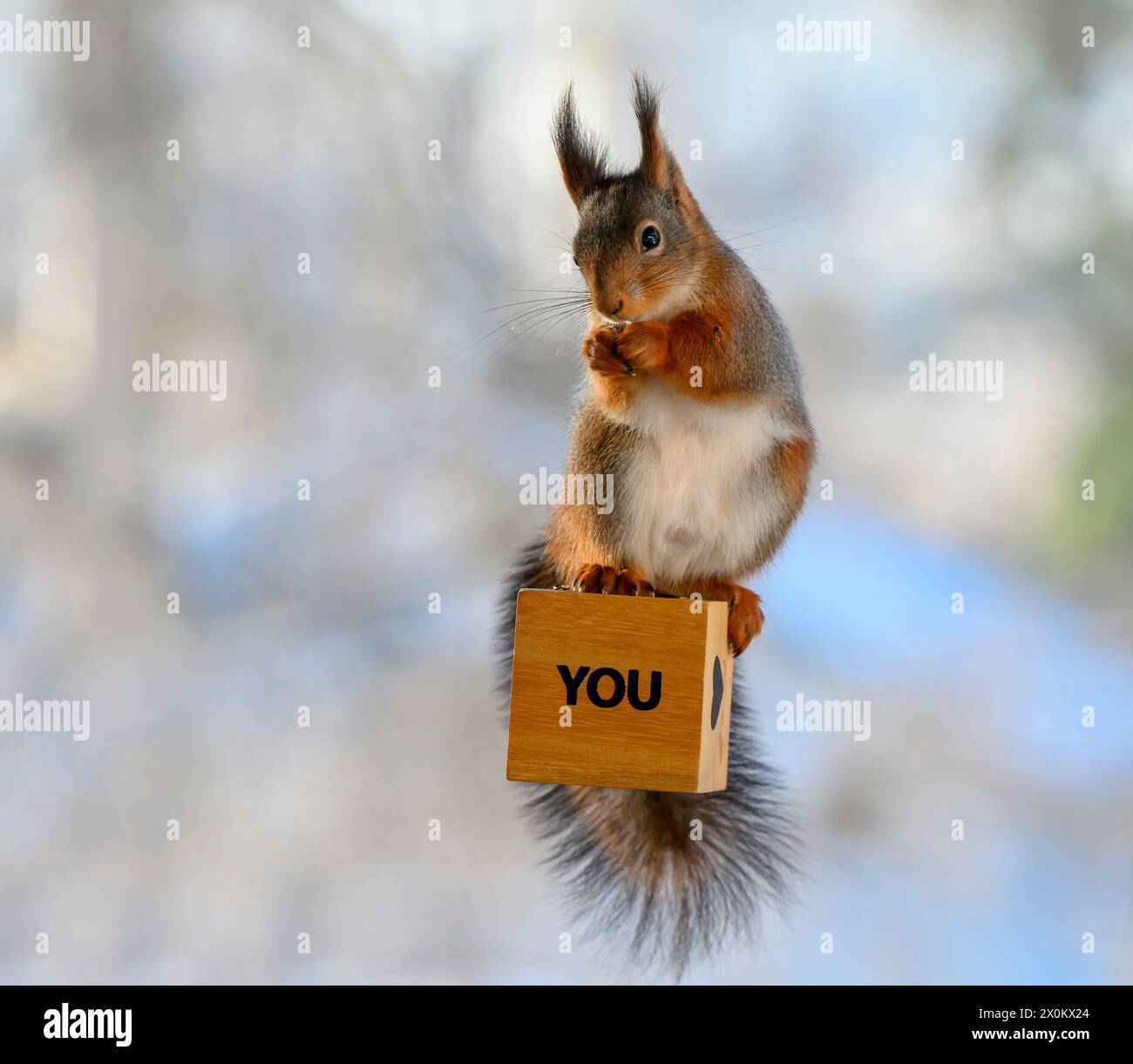 Rotes Eichhörnchen steht mit einem Buchstabenblock mit dem Wort "du" Stockfoto