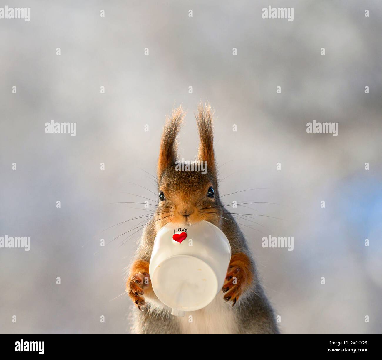 Rote Eichhörnchen halten eine Tasse mit Herz Stockfoto