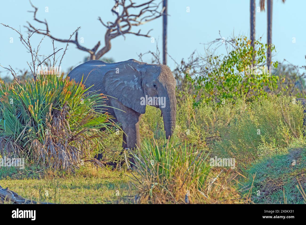 Junger Elefant, der durch die Gräser schaut, während er im Okavango-Delta in Botswana füttert Stockfoto