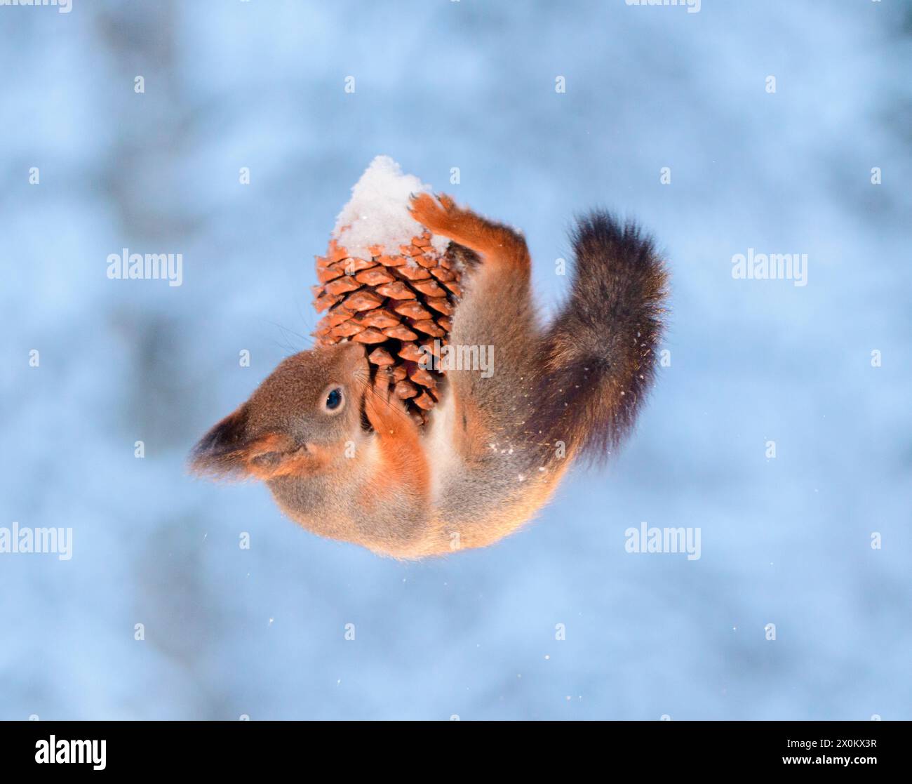 Red Eichhörnchen hält einen Tannenzapfen mit Schnee in der Luft Stockfoto