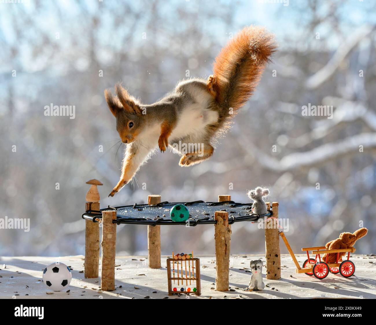 Red Eichhörnchen springt von einem Trampolin Stockfoto