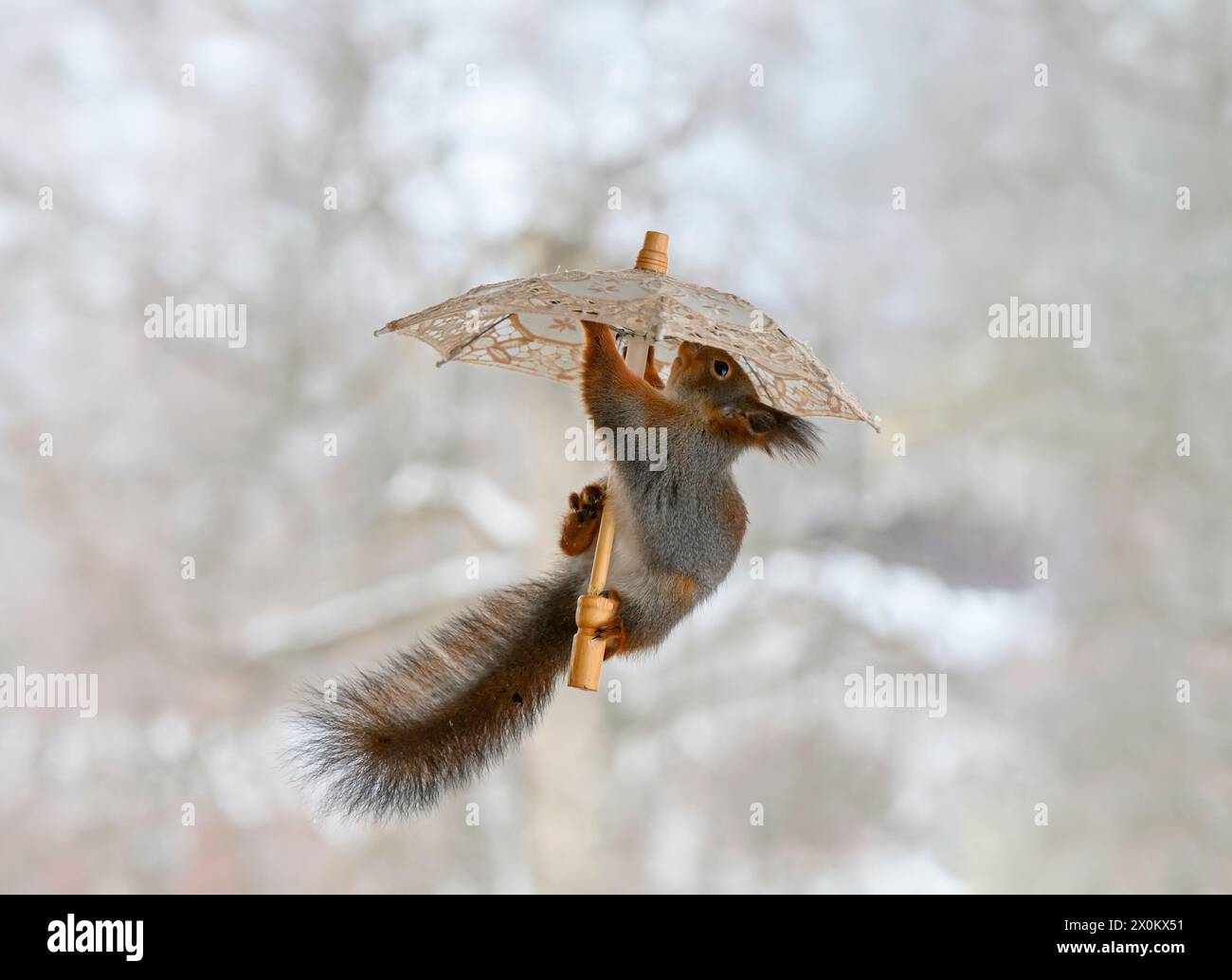 Red Eichhörnchen hält einen Schirm in der Luft Stockfoto