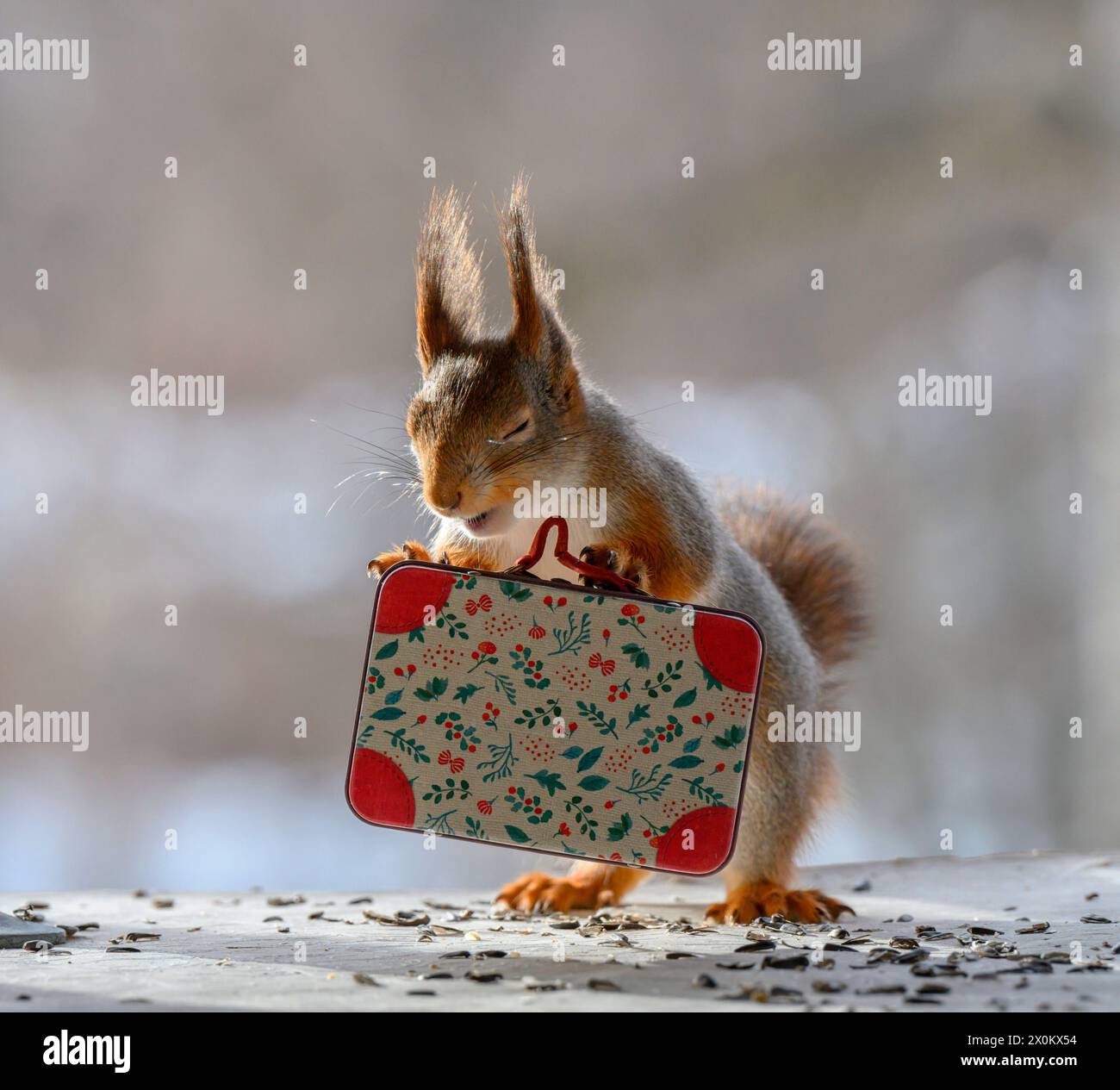 Red Eichhörnchen hält einen Koffer Stockfoto