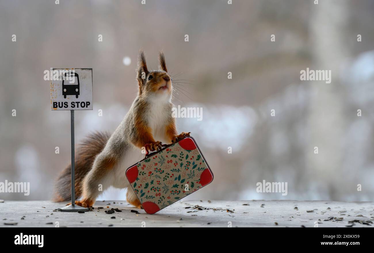 Red Squirrel hält einen Koffer an einer Bushaltestelle Stockfoto