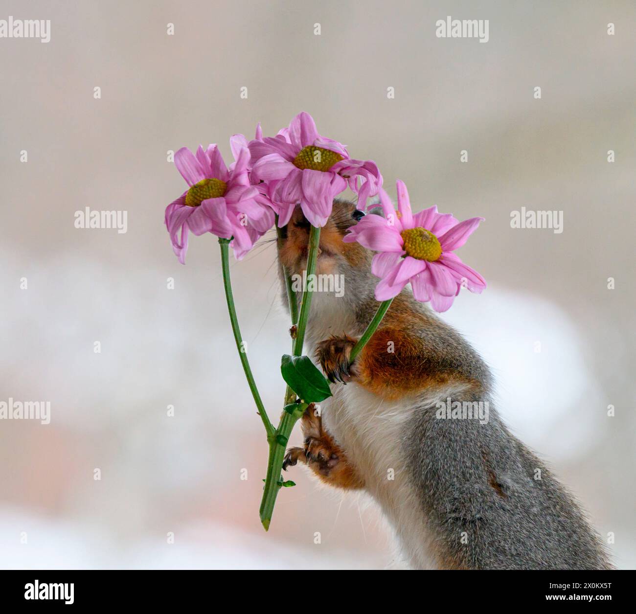 Rotes Eichhörnchen mit Chrysanthen Stockfoto