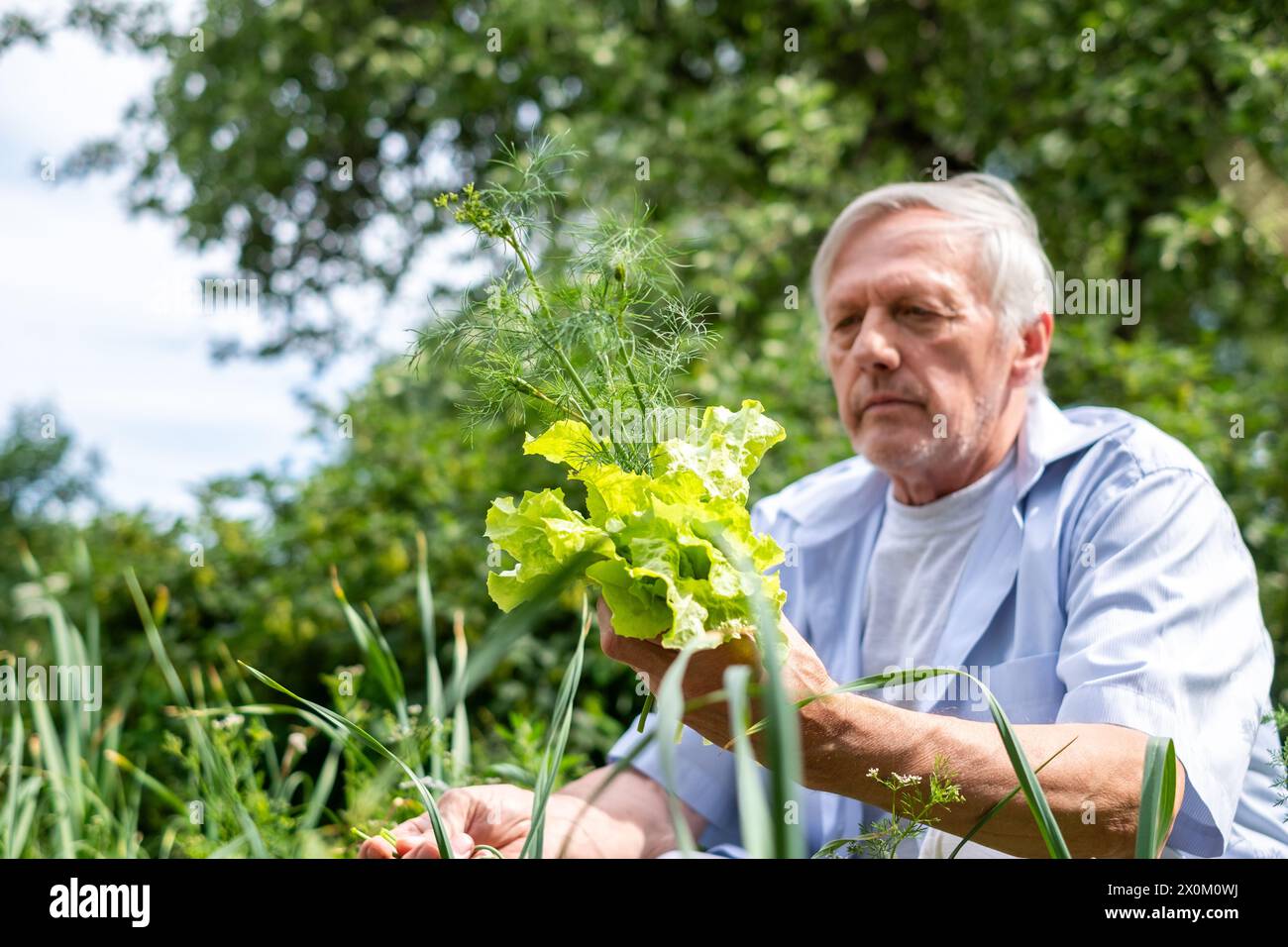 Ein Mann der voranschreitenden Jahre genießt das einfache Vergnügen, frisches Gartengrün zu halten, was eine friedliche Ruhestandstätigkeit verkörpert. Hochwertige Fotos Stockfoto