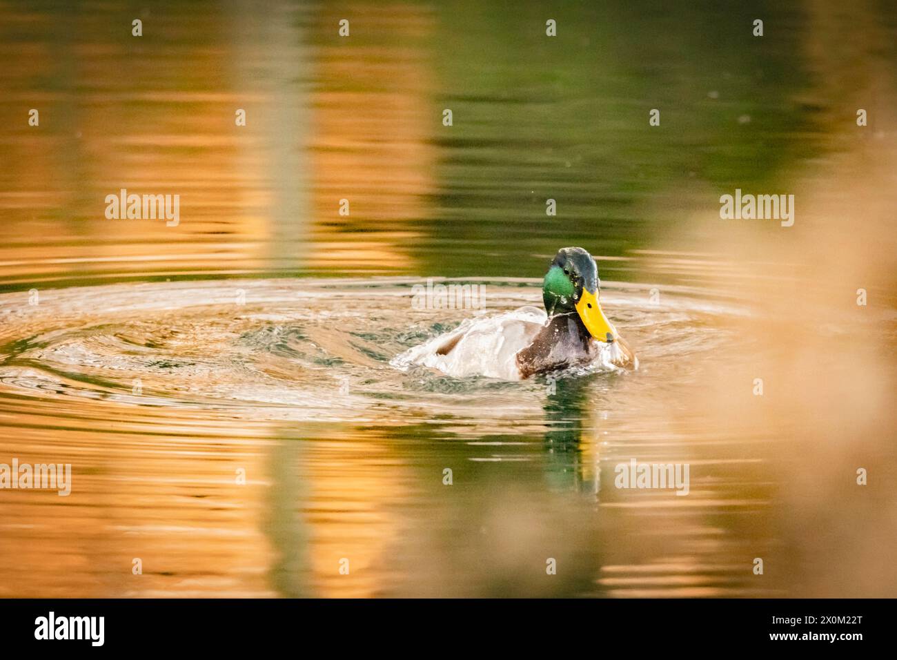 Stockenten, Männchen und Weibchen, Schwimmen und Fliegen über den bedfordshire Lake UK Stockfoto