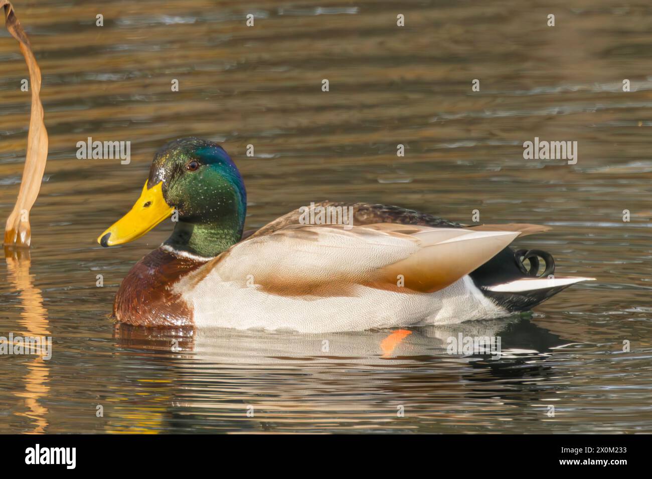 Stockenten, Männchen und Weibchen, Schwimmen und Fliegen über den bedfordshire Lake UK Stockfoto