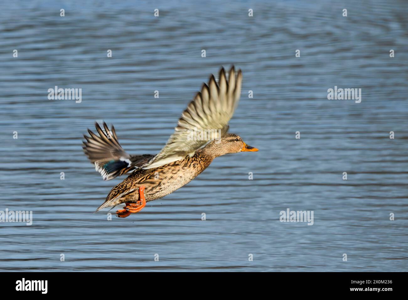 Stockenten, Männchen und Weibchen, Schwimmen und Fliegen über den bedfordshire Lake UK Stockfoto