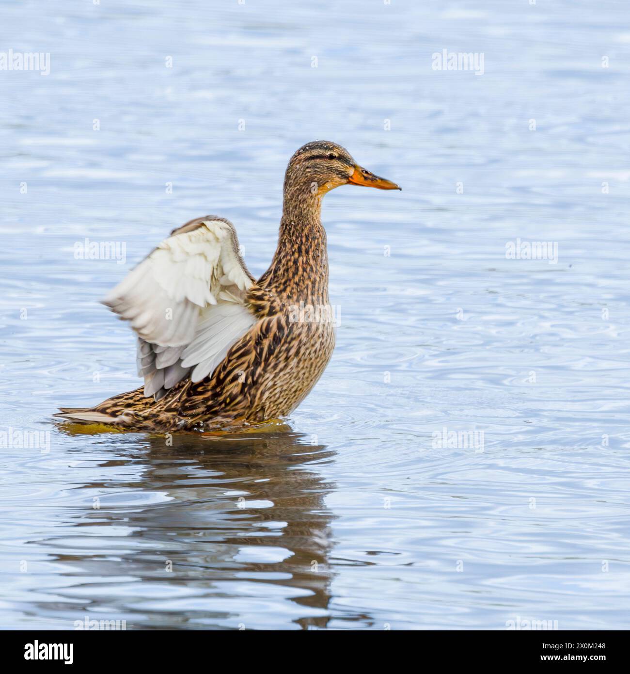 Stockenten, Männchen und Weibchen, Schwimmen und Fliegen über den bedfordshire Lake UK Stockfoto