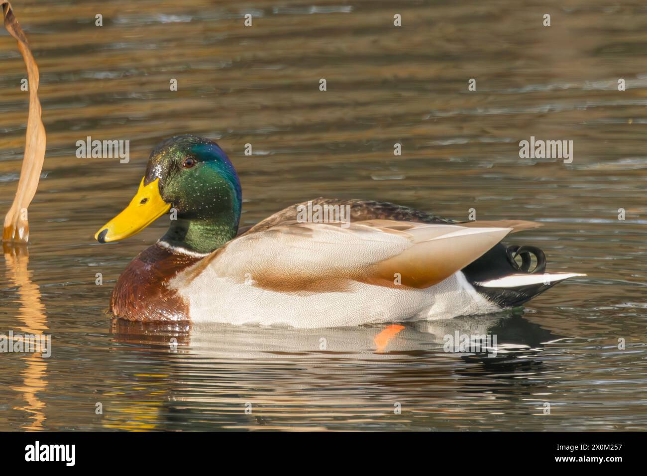 Stockenten, Männchen und Weibchen, Schwimmen und Fliegen über den bedfordshire Lake UK Stockfoto